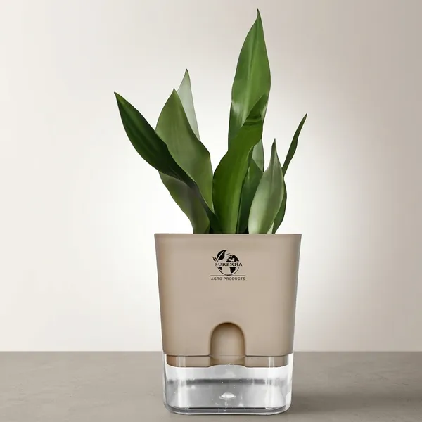 Snake_Plant_(Sansevieria_Silver_Hahnii)_In_Self_Watering_Pot