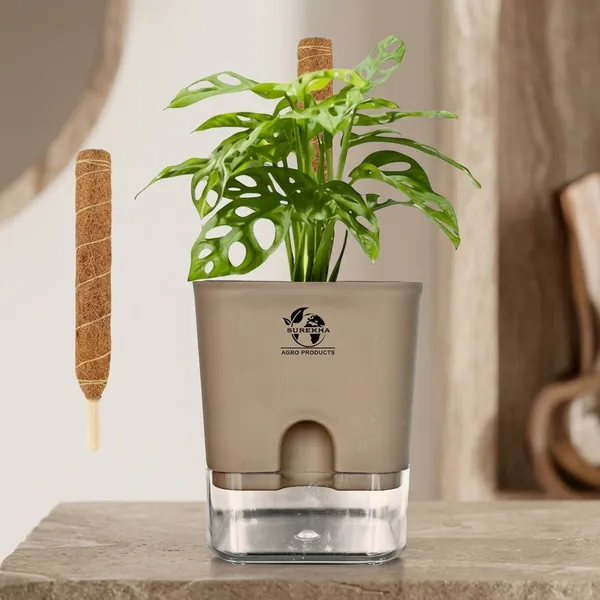 Philodendron_With_Self_Watering_Pot_And_Moss_Stick