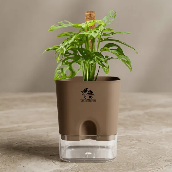 Philodendron_With_Self_Watering_Pot_And_Moss_Stick