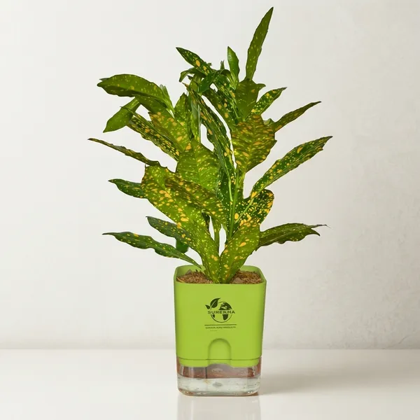 Croton_Live_Plant_With_Self_Watering_Pot