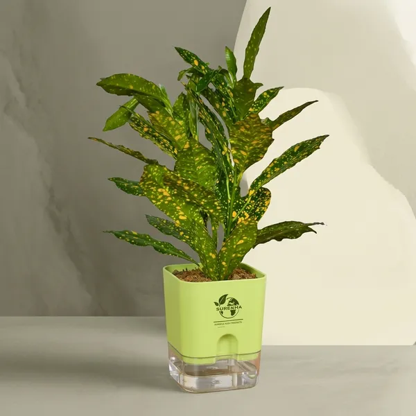 Croton_Live_Plant_With_Self_Watering_Pot