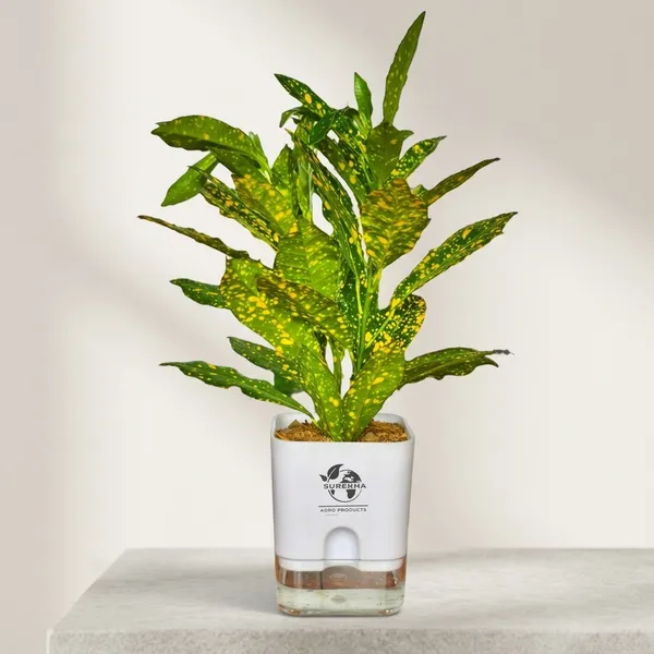 Croton_Plant_In_Self_Watering_Pot