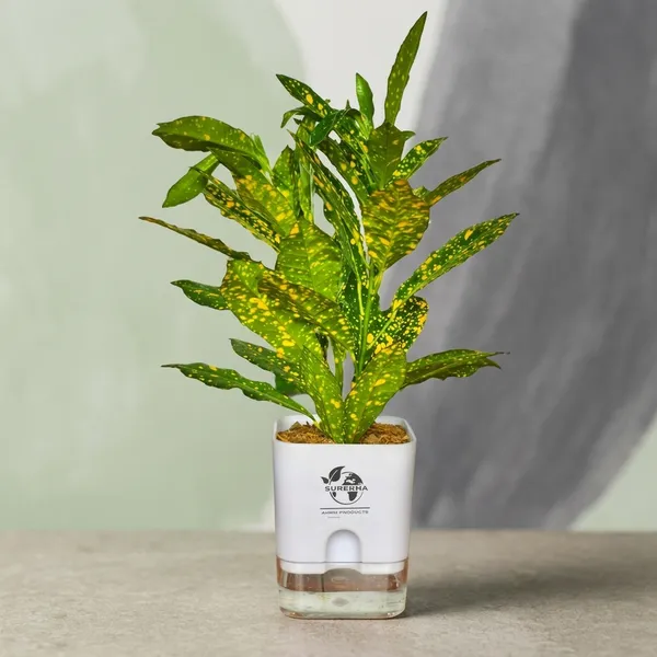 Croton_Plant_In_Self_Watering_Pot