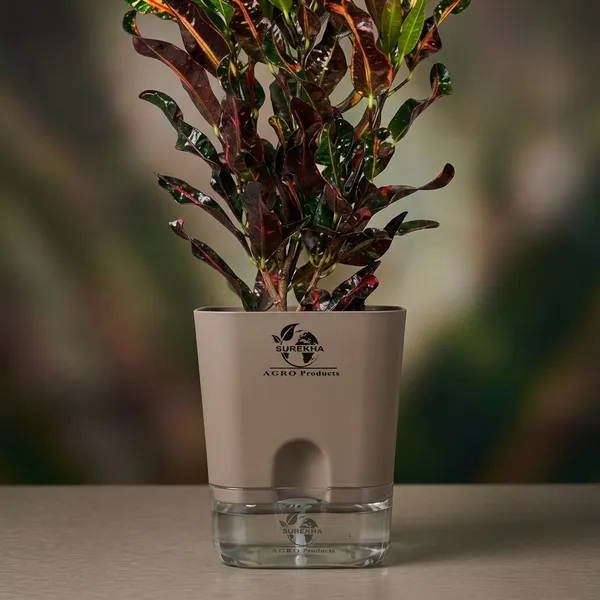 Codiaeum_Indoor_Plant_In_Self_Watering_Pot