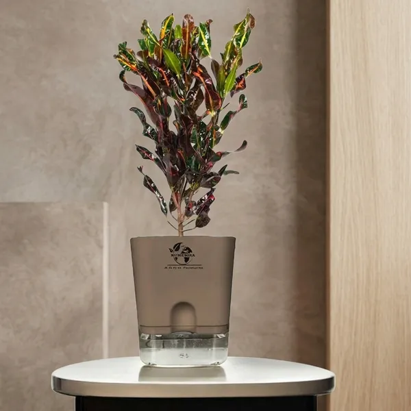Codiaeum_Indoor_Plant_In_Self_Watering_Pot