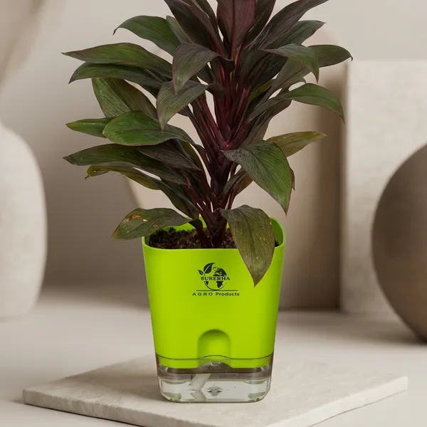 Cordyline_Fruticosa_Plant_With_Self_Watering_Pot
