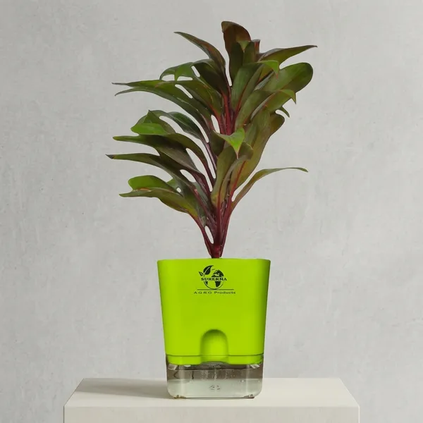 Cordyline_Fruticosa_Plant_With_Self_Watering_Pot