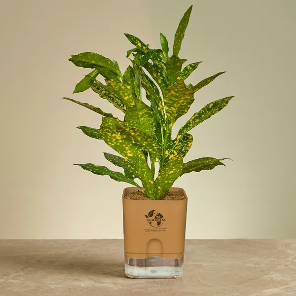 Croton_Live_Plant_In_Self_Watering_Pot