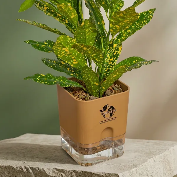 Croton_Live_Plant_In_Self_Watering_Pot