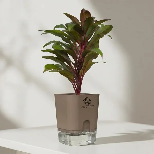 Cordyline_Fruticosa_Plant_With_Self_Watering_Pot