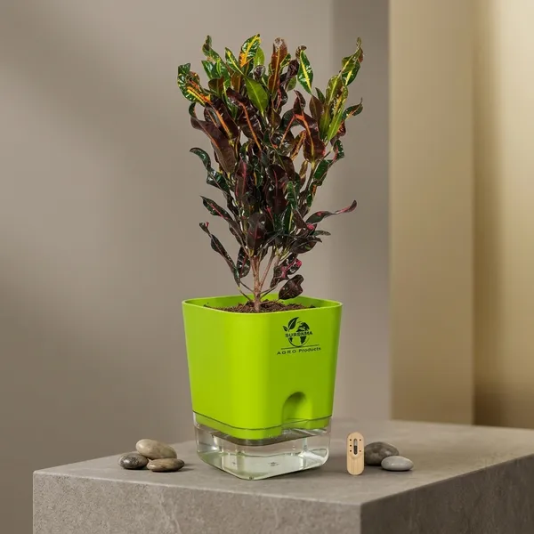 Codiaeum_Indoor_Plant_In_Self_Watering_Pot