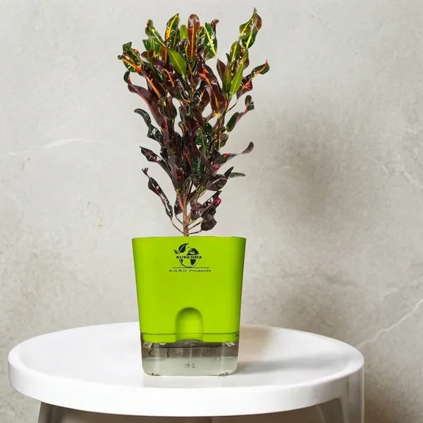 Codiaeum_Indoor_Plant_In_Self_Watering_Pot