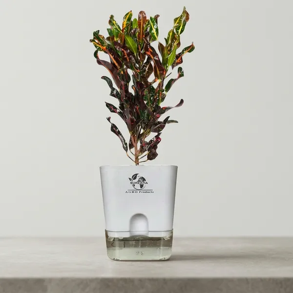 Croton_Plant_With_Self_Watering_Pot