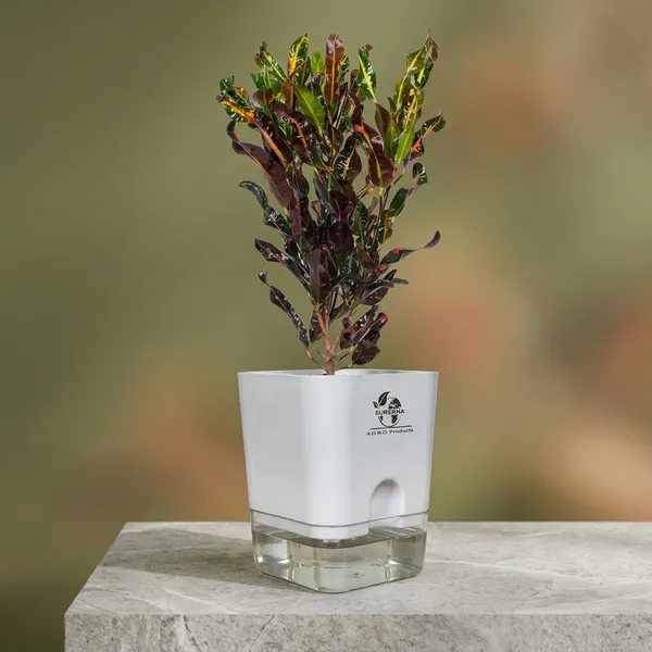 Croton_Plant_With_Self_Watering_Pot