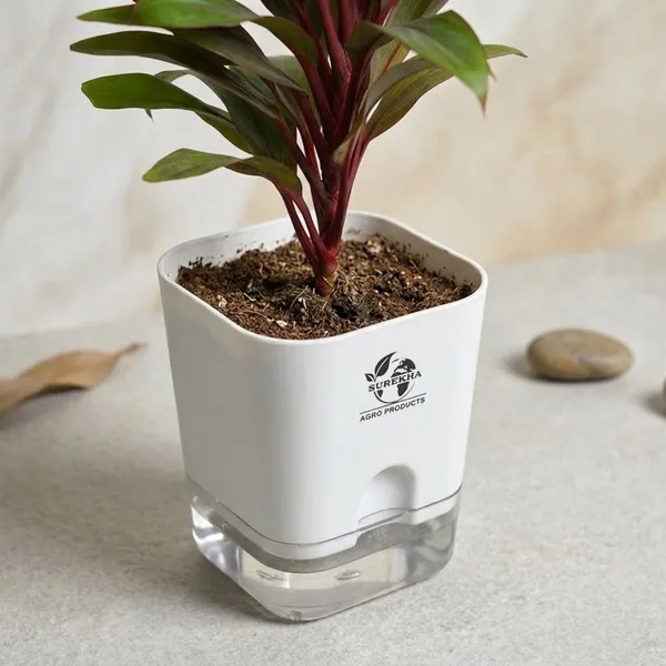 Cordyline_Fruticosa_Plant_With_Self_Watering_Pot