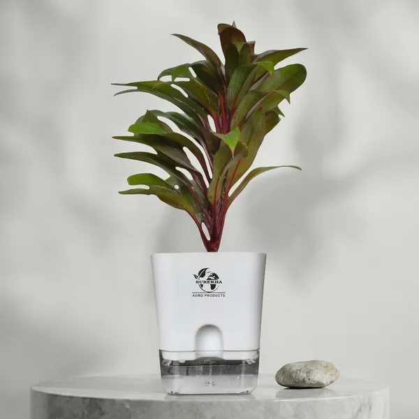 Cordyline_Fruticosa_Plant_With_Self_Watering_Pot