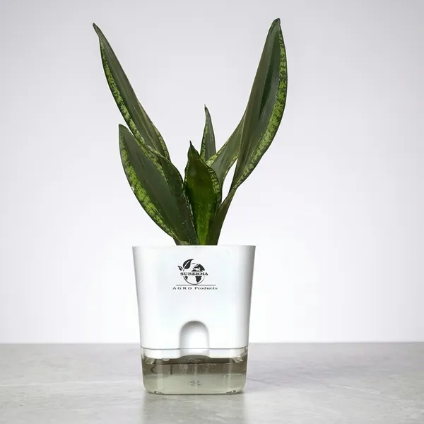 Snake_Plant(Sansevieria_Whitney)_With_Self_Watering_Pot
