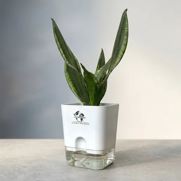 Snake_Plant(Sansevieria_Whitney)_With_Self_Watering_Pot