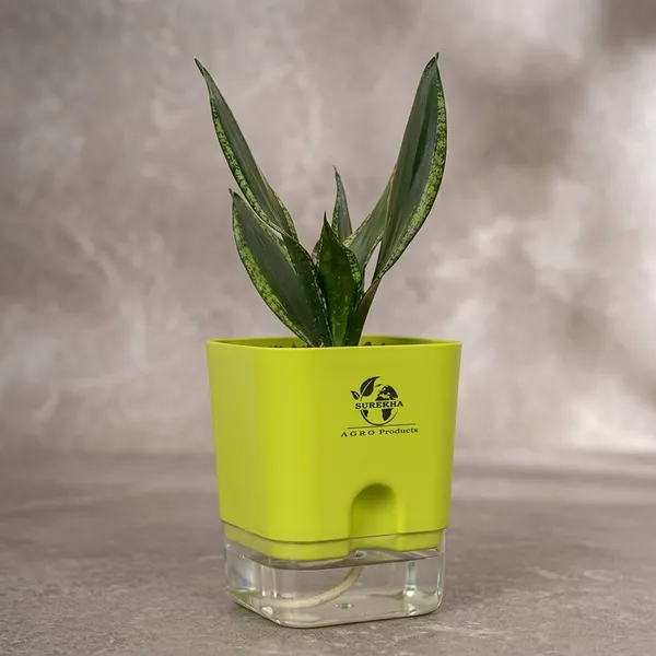 Snake_Plant(Sansevieria_Whitney)_With_Self_Watering_Pot