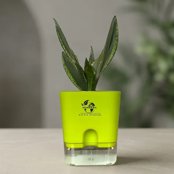 Snake_Plant(Sansevieria_Whitney)_With_Self_Watering_Pot
