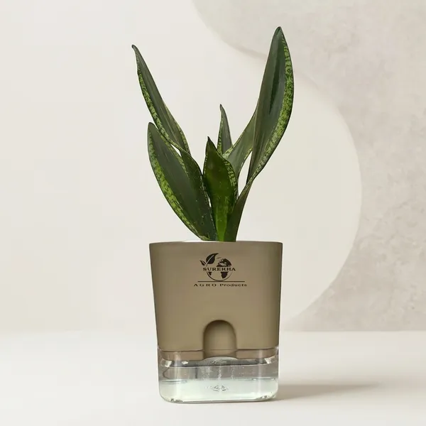 Snake_Plant(Sansevieria_Whitney)_With_Self_Watering_Pot