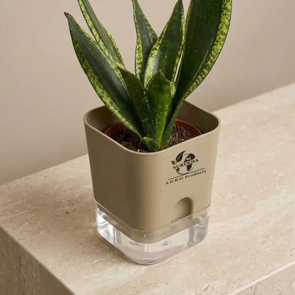 Snake_Plant(Sansevieria_Whitney)_With_Self_Watering_Pot