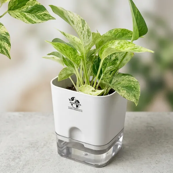 Marble_Queen_Pothos_In_Self_Watering_Pot