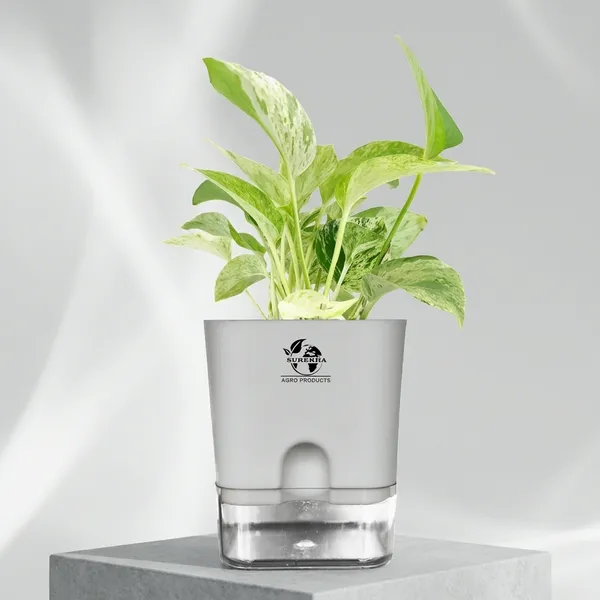 Marble_Queen_Pothos_In_Self_Watering_Pot