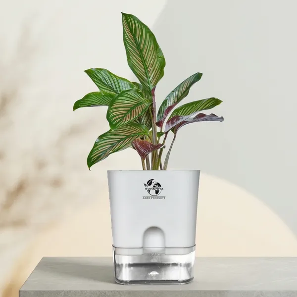 Calathea_Ornata_Live_Plant_In_Self_Watering_Pot