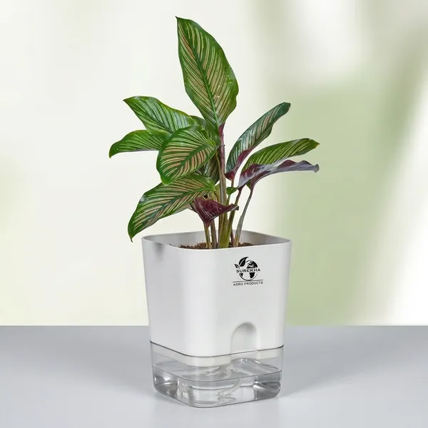 Calathea_Ornata_Live_Plant_In_Self_Watering_Pot