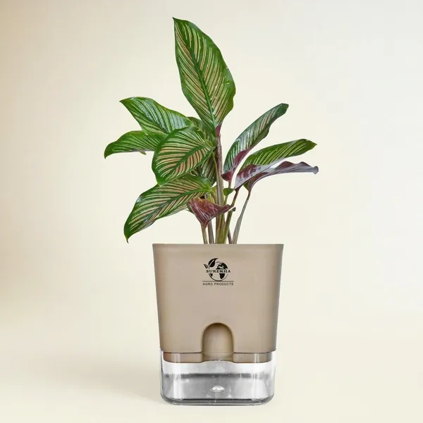 Calathea_Ornata_Live_Plant_In_Self_Watering_Pot