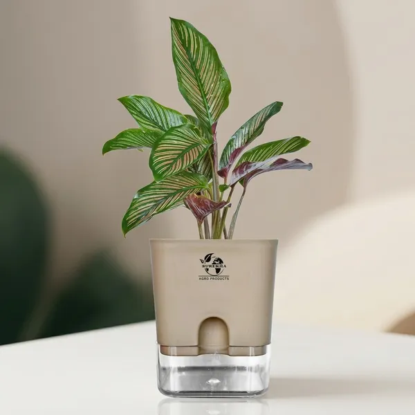 Calathea_Ornata_Live_Plant_In_Self_Watering_Pot