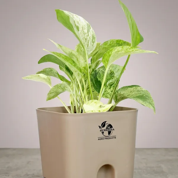 Marble_Queen_Pothos_In_Self_Watering_Pot