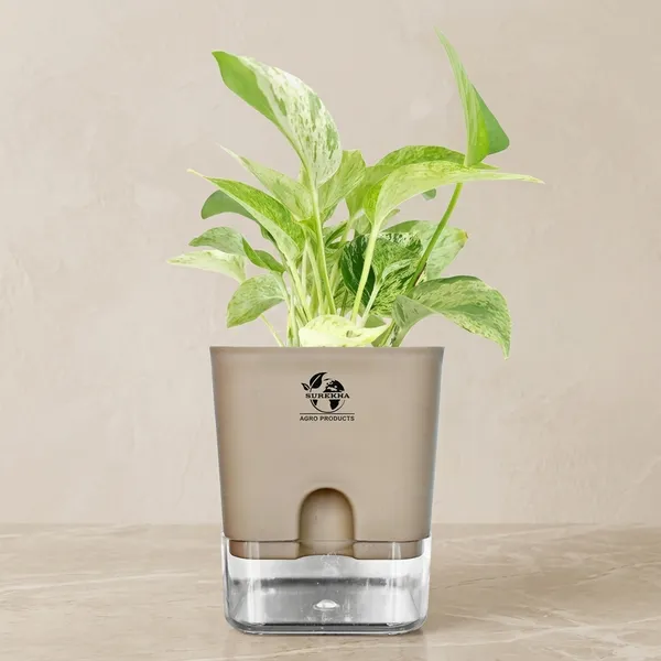 Marble_Queen_Pothos_In_Self_Watering_Pot