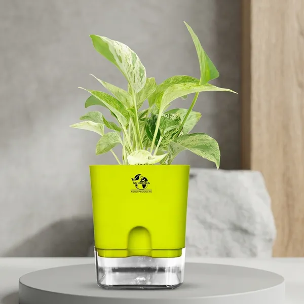 Marble_Queen_Pothos_In_Self_Watering_Pot