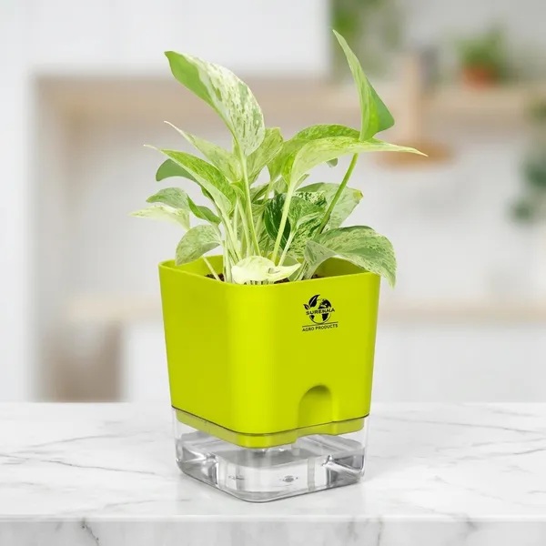 Marble_Queen_Pothos_In_Self_Watering_Pot
