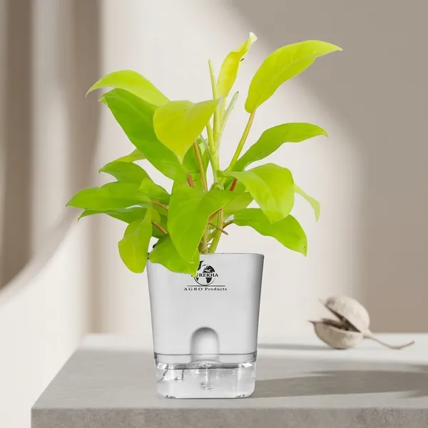 Philodendron_Ceylon_Golden_In_Self_Watering_Pot