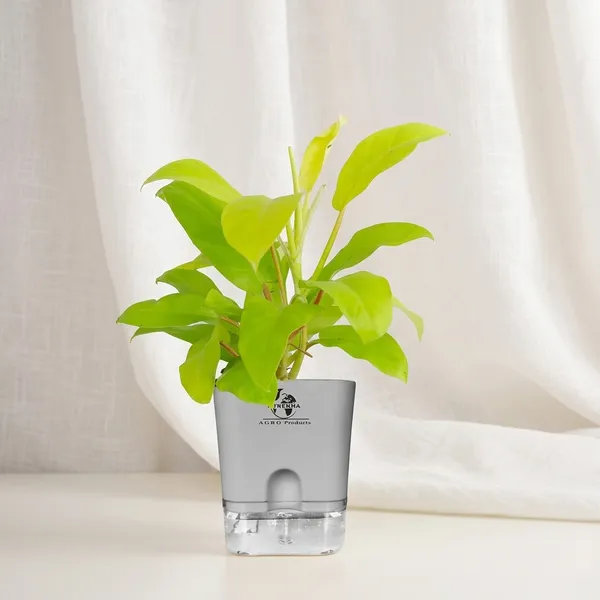 Philodendron_Ceylon_Golden_In_Self_Watering_Pot