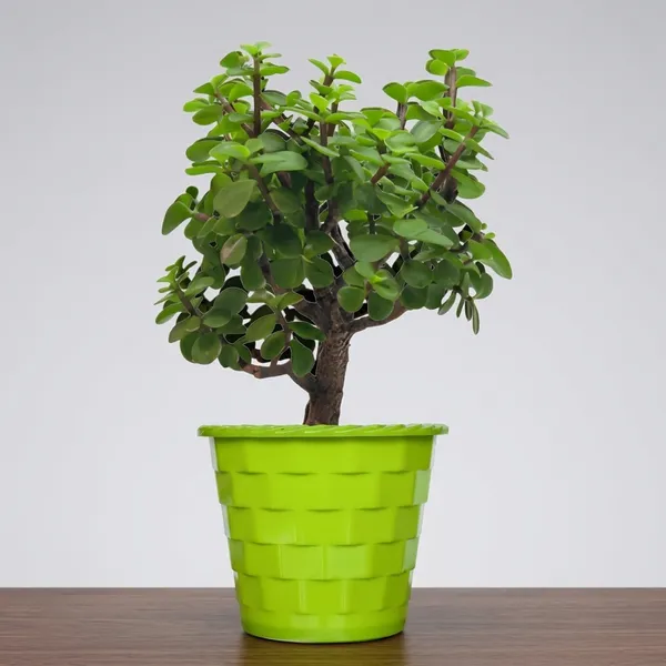 Mini_Jade_Plant_With_Pot