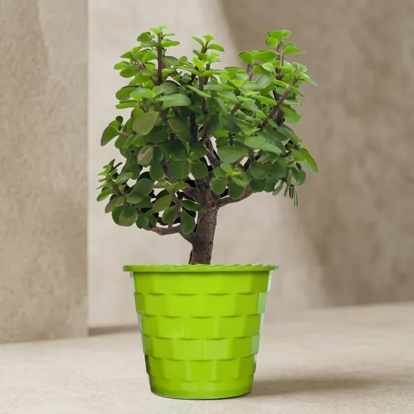 Mini_Jade_Plant_With_Pot