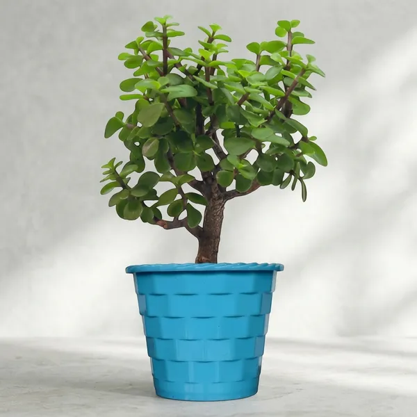 Mini_Jade_Plant_With_Pot