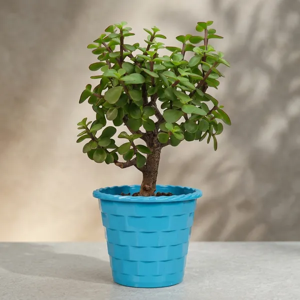 Mini_Jade_Plant_With_Pot