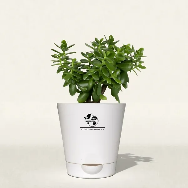 Jade_Plant_With_Self_Watering_Pot