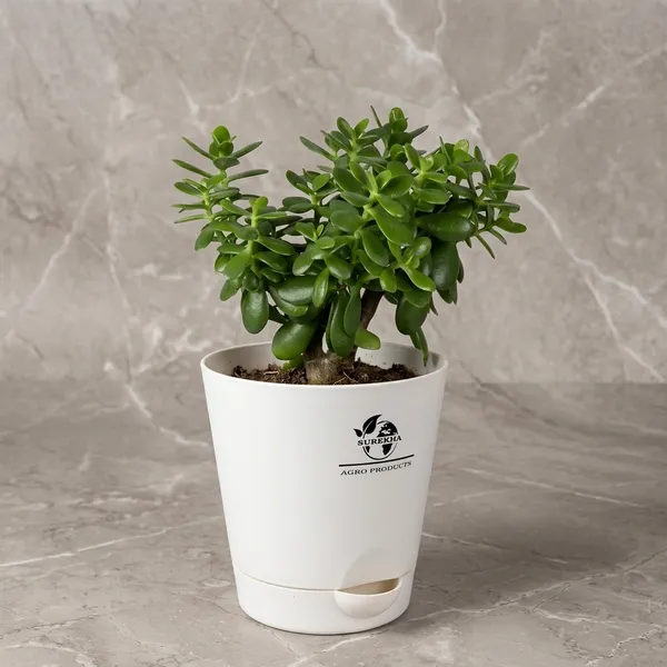 Jade_Plant_With_Self_Watering_Pot