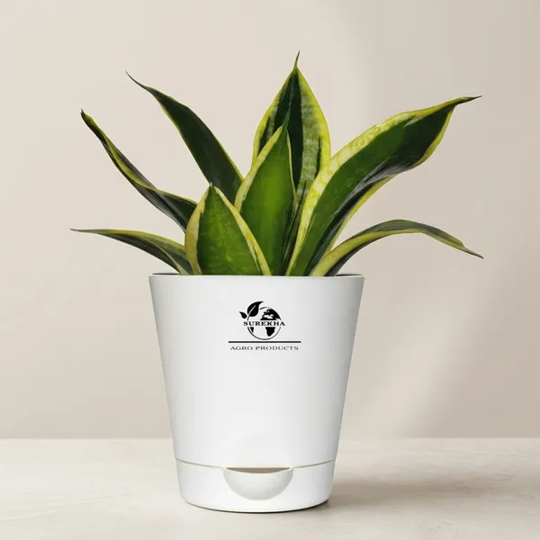 Snake_Plant(Golden_Hahnii)_With_Self_Watering_Pot