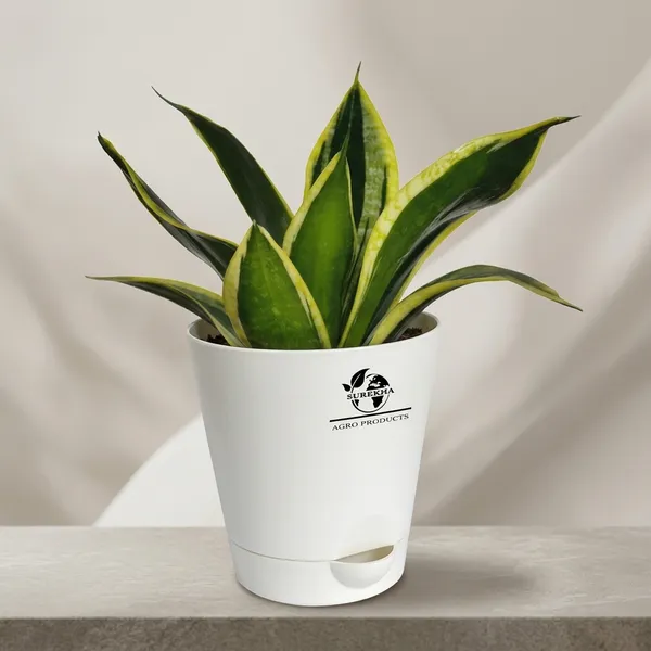 Snake_Plant(Golden_Hahnii)_With_Self_Watering_Pot
