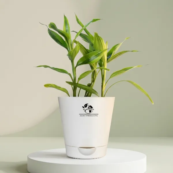 Yellow_Lucky_Bamboo_Plant_With_Self-Watering__Pot