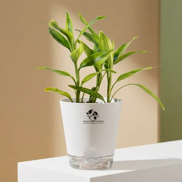 Yellow_Lucky_Bamboo_Plant_With_Self-Watering__Pot