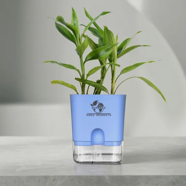 Yellow_Lucky_Bamboo_Plant_With_Self-Watering_Pot