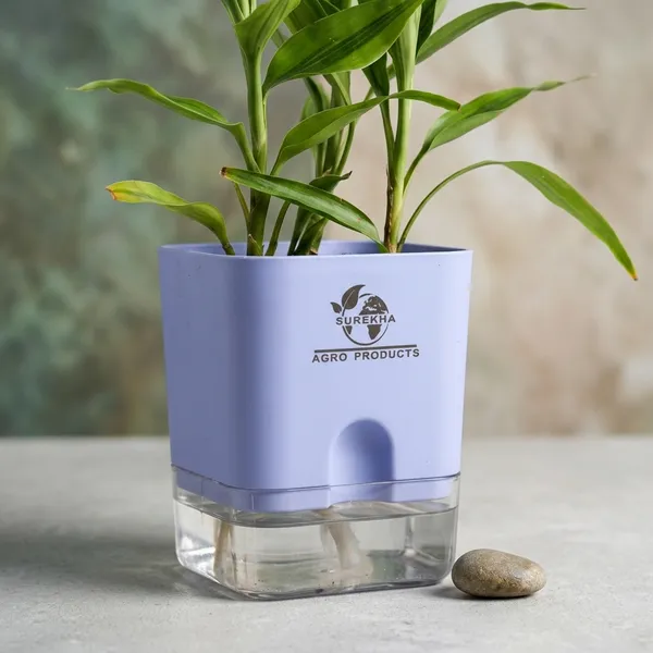 Yellow_Lucky_Bamboo_Plant_With_Self-Watering_Pot